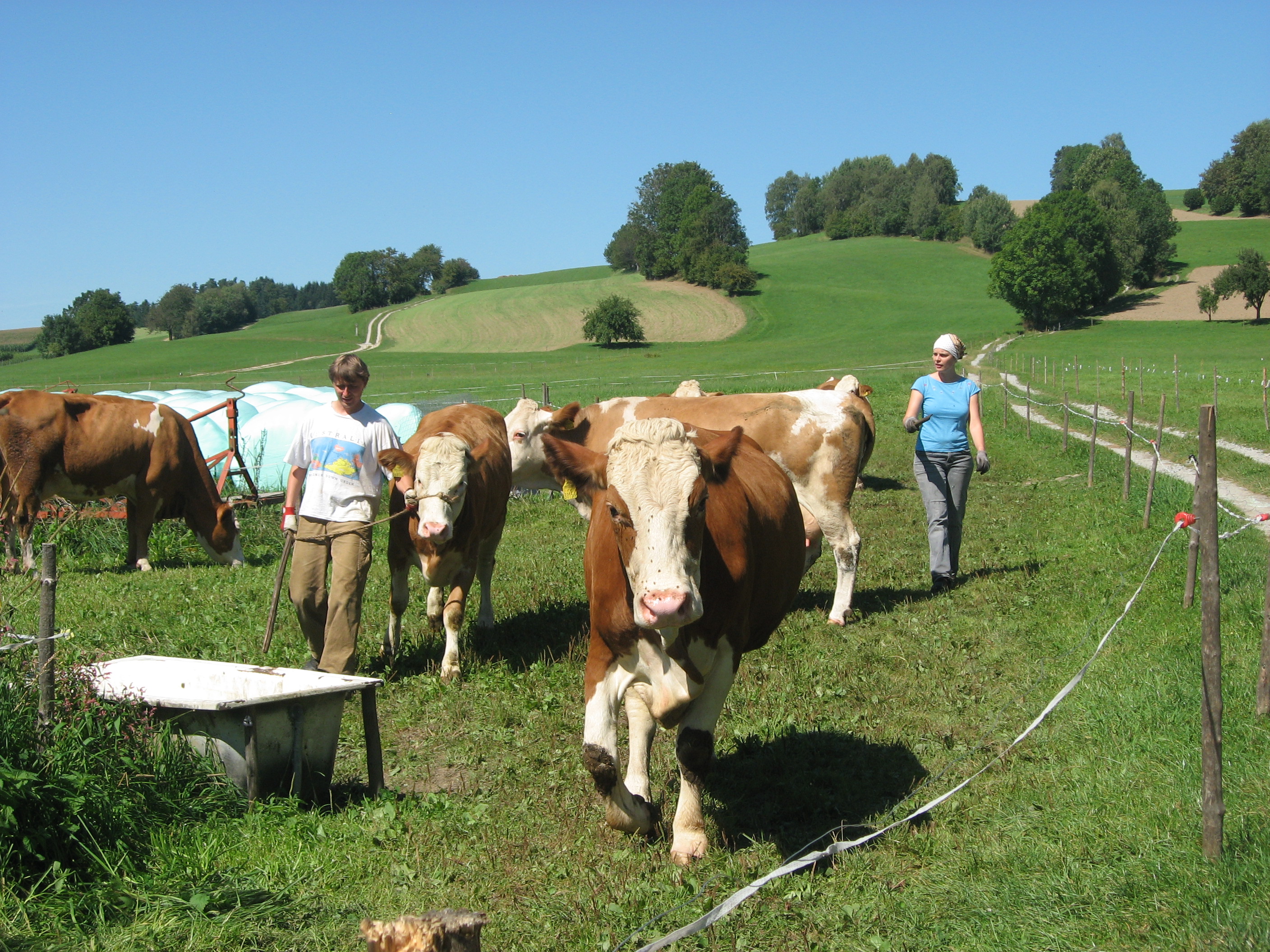 Austreiben, Lebenshilfe Sept. 11 030